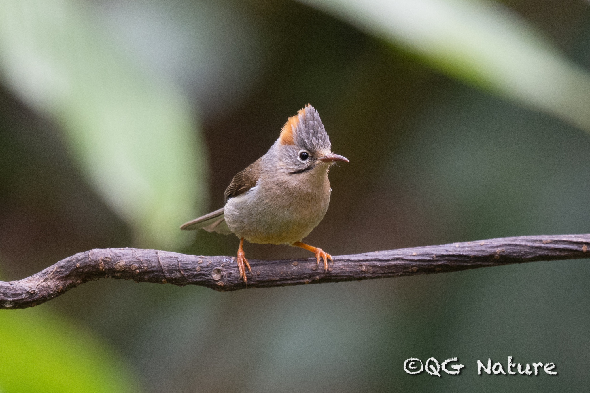Rufous-vented Yuhina