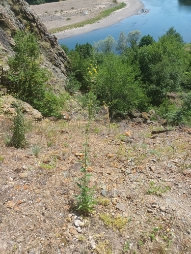 Verbascum roripifolium