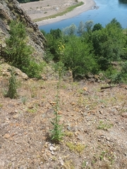 Verbascum roripifolium, photograph (c) Salza Palpurina, some rights reserved (CC BY)