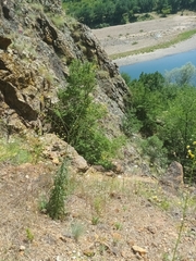 Verbascum roripifolium, photograph (c) Salza Palpurina, some rights reserved (CC BY)