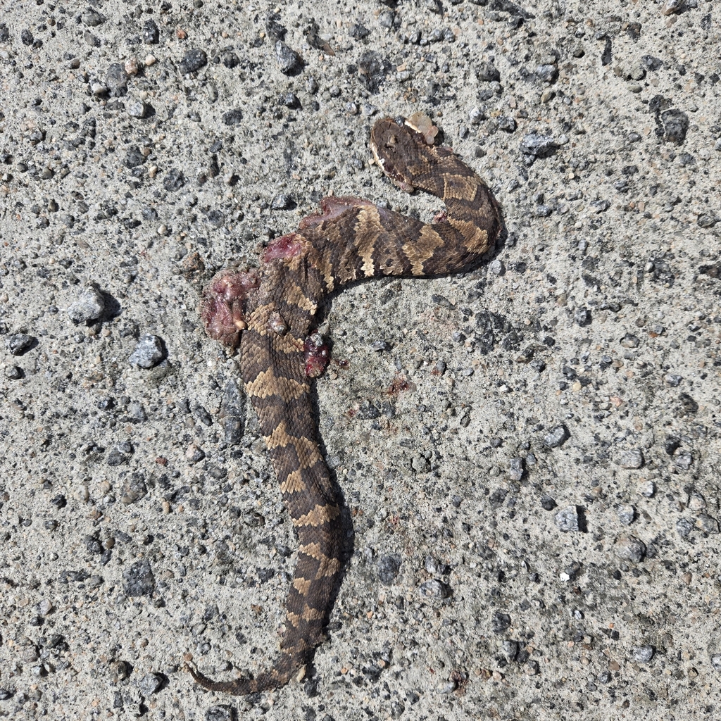 Northern Cottonmouth from East Lake, NC 27953, USA on June 1, 2024 at ...