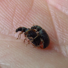 Phyllobius oblongus