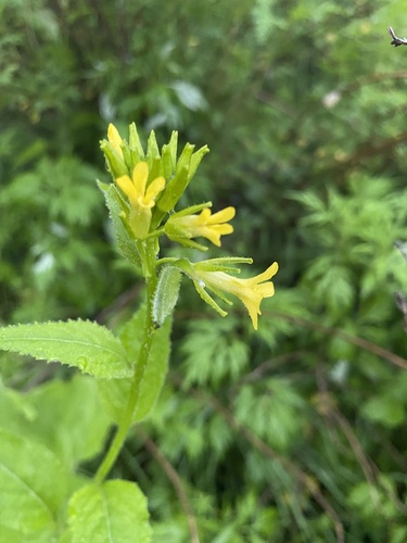 Sisymbrium luteum iNat (2)