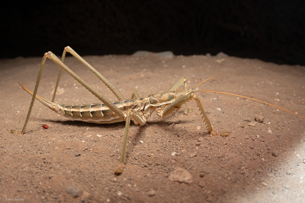 Saga ornata