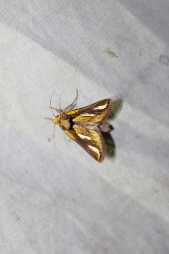 Connected Looper Moth photo 3