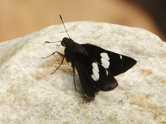 Notocrypta feisthamelii