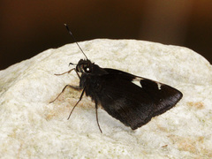Notocrypta feisthamelii
