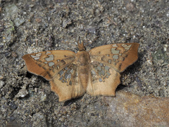 Ctenoptilum vasava