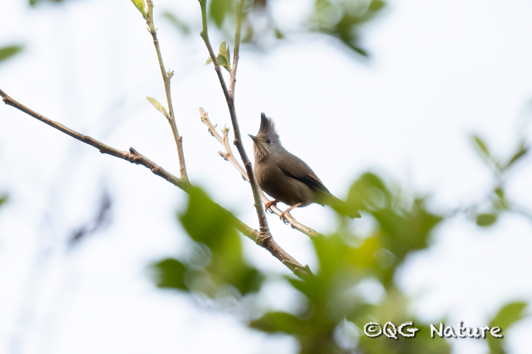 Stripe-throated Yuhina