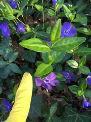 Vinca minor