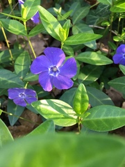 Vinca minor