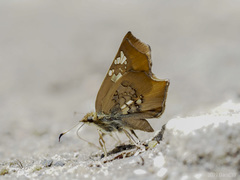 Ctenoptilum vasava