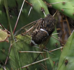 Cacama valvata