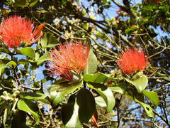 Metrosideros collina