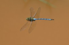Anax tumorifer