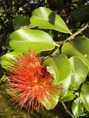 Metrosideros collina