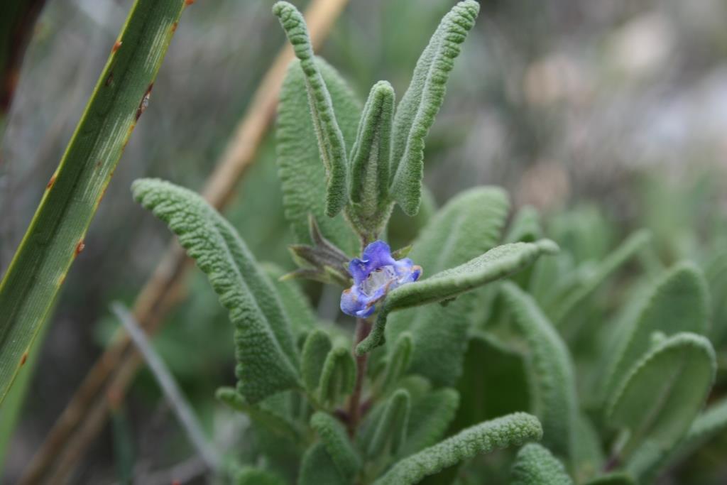 Lepechinia mexicana