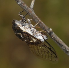 Cacama valvata