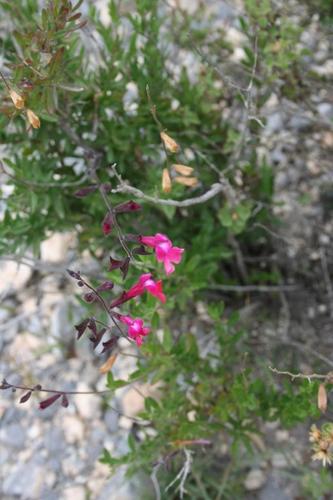 Salvia macellaria