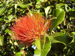 Metrosideros collina