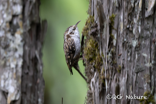 Hodgson's Treecreeper (Certhia hodgsoni), photo 4