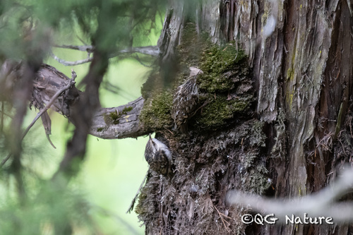 Hodgson's Treecreeper (Certhia hodgsoni), photo 6