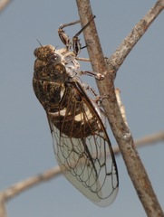 Cacama valvata