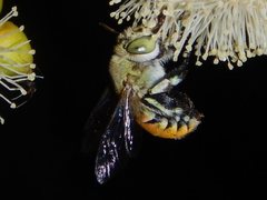 Amegilla aeruginosa