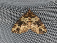 Chrysolarentia pantoea