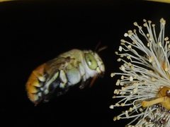 Amegilla aeruginosa