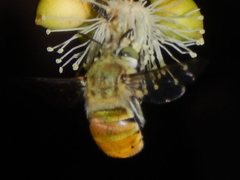 Amegilla aeruginosa