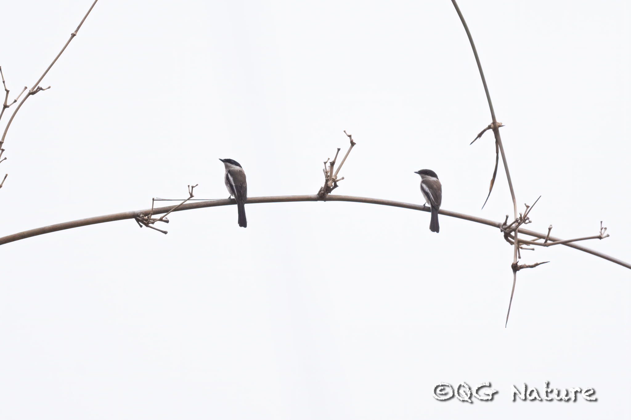 Bar-winged Flycatcher-shrike