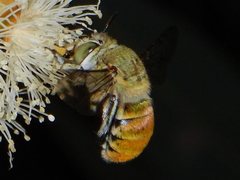 Amegilla aeruginosa