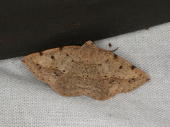 Taxeotis epigaea