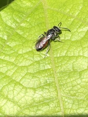 Sphecodes heraclei heraclei