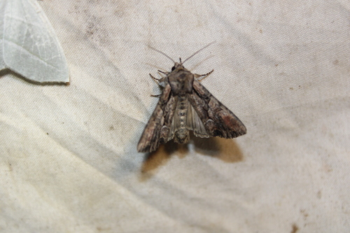Speckled Cutworm Moth photo 5