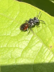 Sphecodes heraclei heraclei