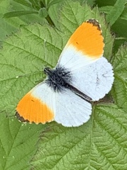 Anthocharis cardamines