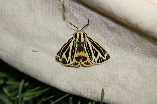 Little Virgin Tiger Moth photo 3
