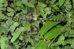 Anax tristis