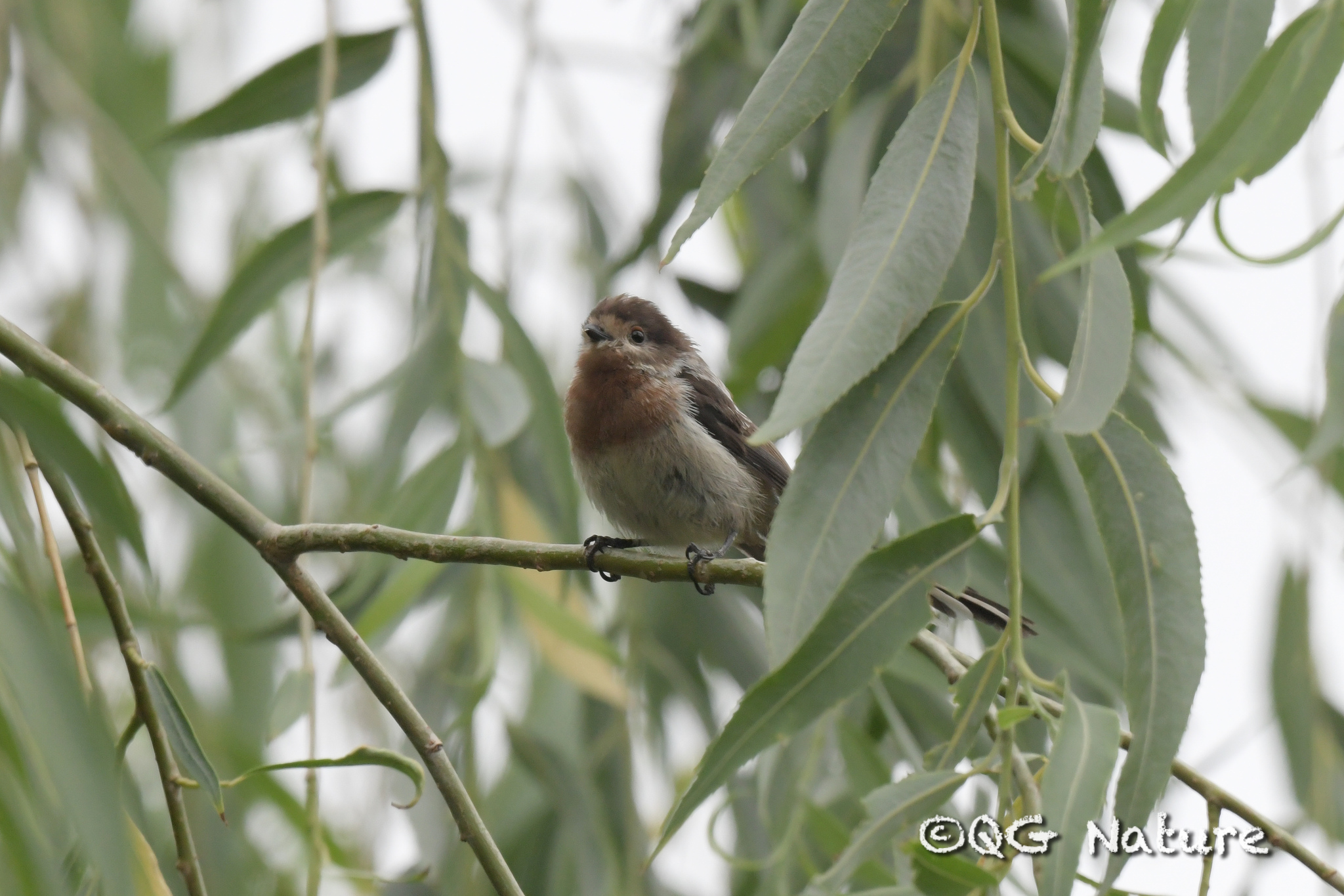 Silver-throated Bushtit
