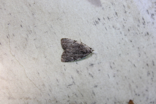 Many-dotted Appleworm Moth photo 2