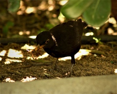 Turdus merula aterrimus