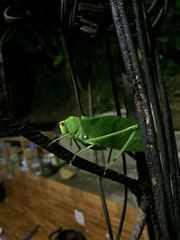 Stilpnochlora incisa