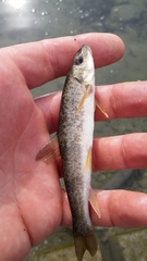 Catostomus catostomus