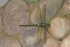 Anax tristis