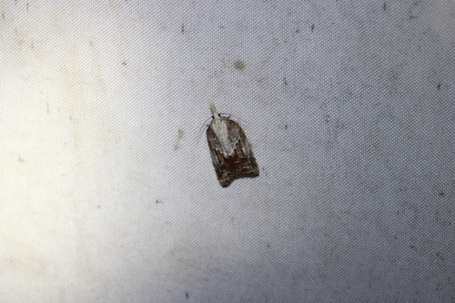 Tufted Apple Bud Moth photo 3