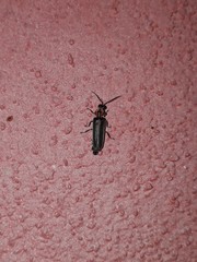 Photinus signaticollis