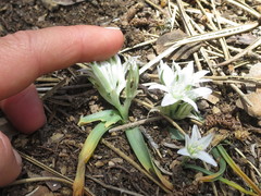 Ornithogalum chionophilum