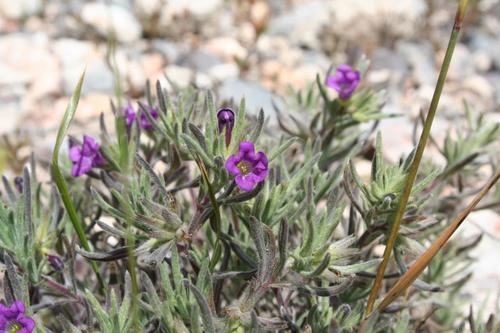 Stevens' fiddleleaf (Nama stevensii)